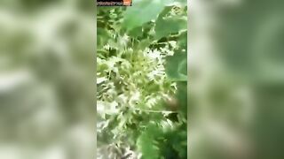 Mallu girl outdoor sucking for lover