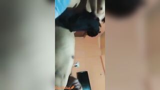 Newlywed desi girl hot cowgirl sex & feeding boobs to husband