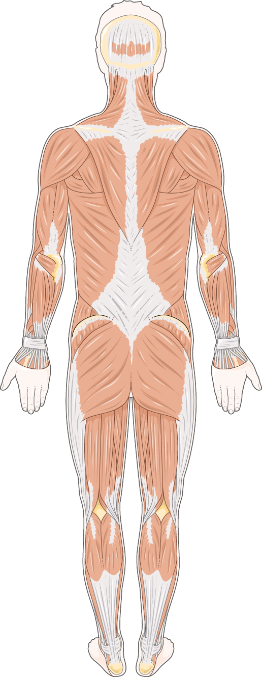 Back-view human musculature medical illustration used as a licensed anatomy base.