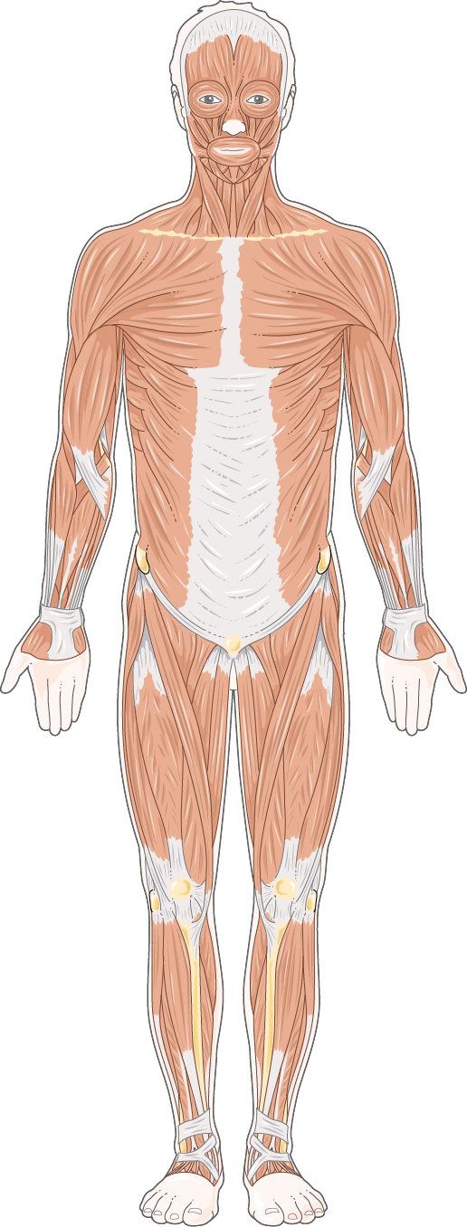 Front-view human musculature medical illustration used as a licensed anatomy base.